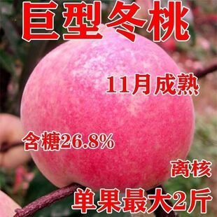 嫁接新品种晚熟巨型冬桃树耐寒耐旱地栽庭院阳台正宗雪桃树苗新款