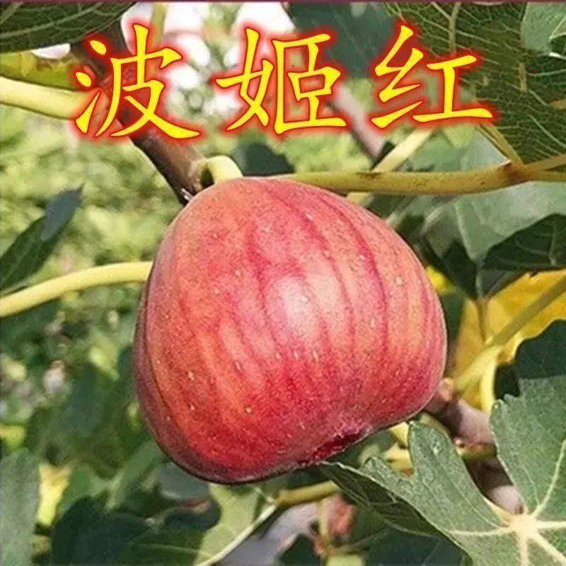 无花果树苗带果盆栽地栽波姬红南方北方种植当年结果特大无花果苗