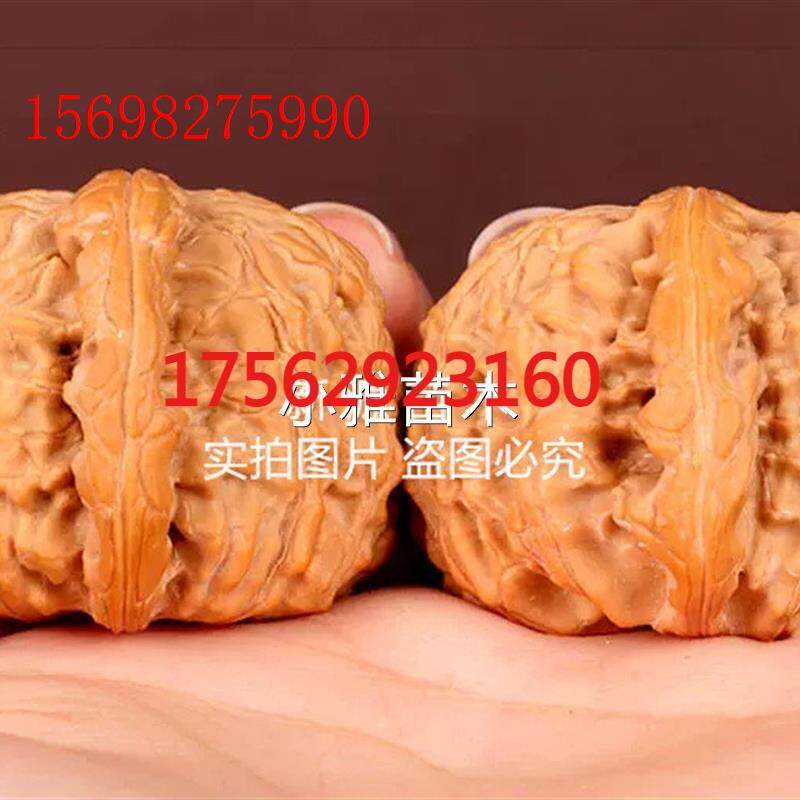 新品种子闷尖狮头文玩核桃核树苗特大白狮子头麻桃苗盆栽地个栽当