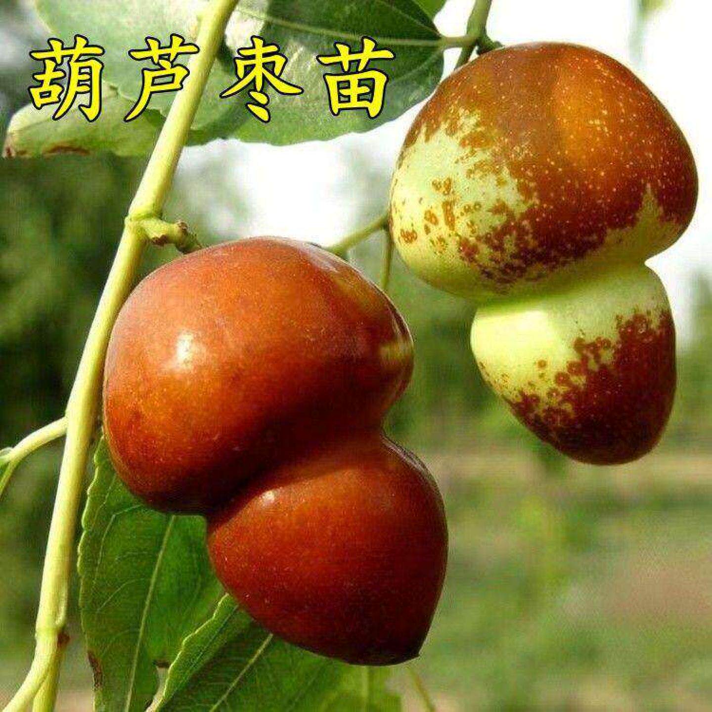 新品种葫芦枣树苗嫁接正宗枣子果树苗南北方种植盆栽地栽耐寒