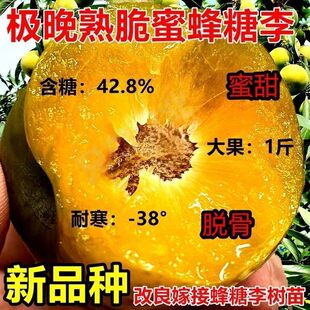 晚熟蜂糖李子树苗嫁接正宗特大新品种南北方种植盆栽地栽当年结果
