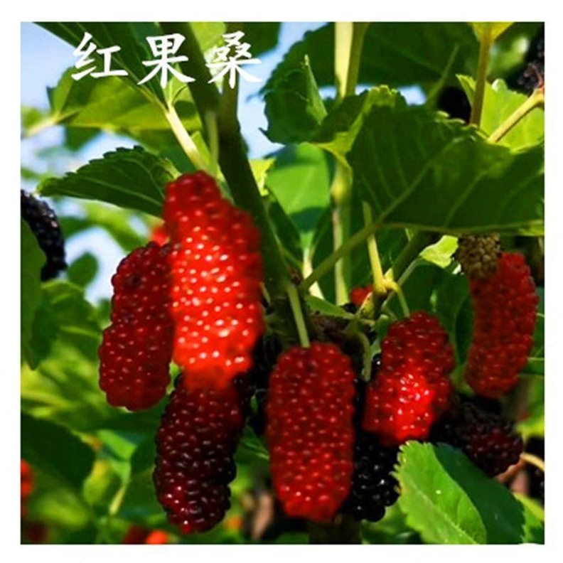 正宗果桑 嫁接日本富士红果桑苗 桑果苗 桑树苗 桑葚苗 桑椹树苗