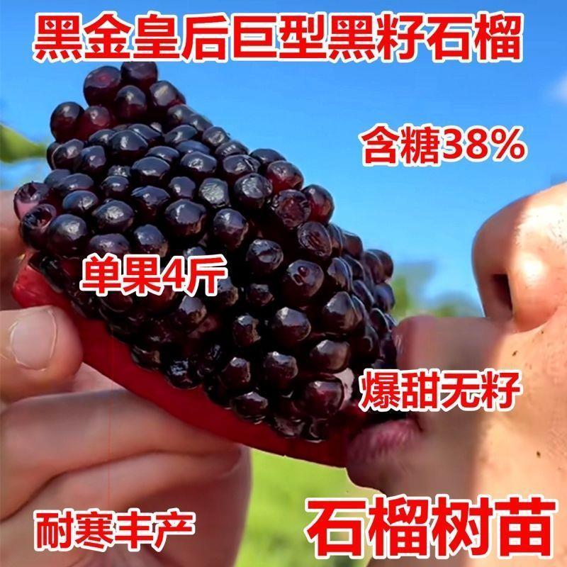 黑金皇后石榴树苗新品特大无籽超甜南北方种植盆栽地栽当年结果苗
