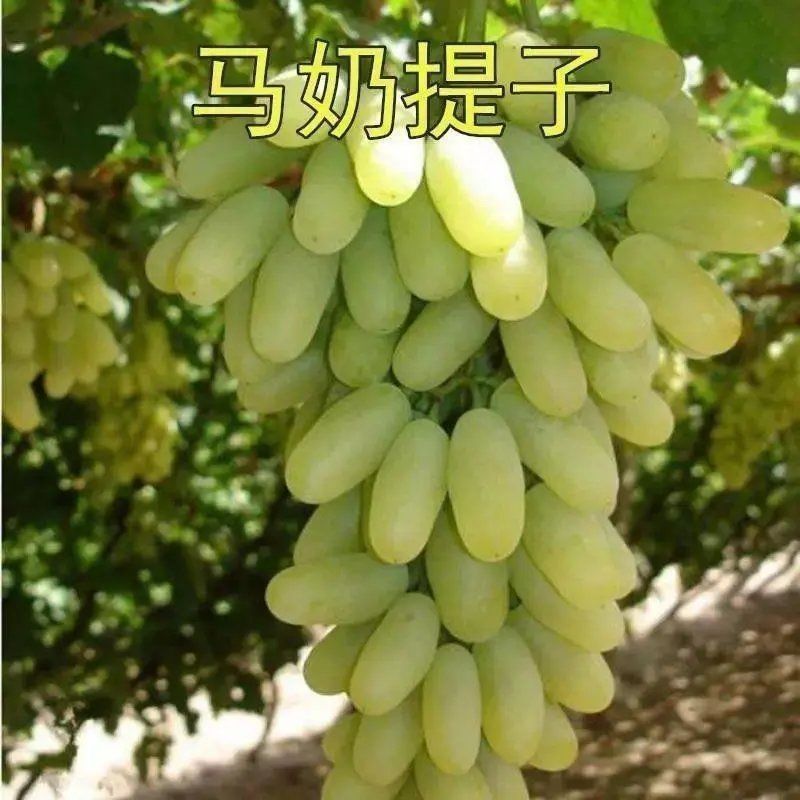 马奶提子葡萄苗 无籽葡萄树苗 无籽马乳葡萄无籽青提苗盆栽地栽果