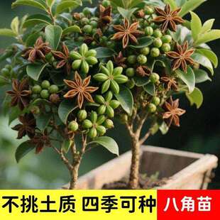 四季矮化无刺八角树苗当年结果可南北方种植茴香适合庭院栽种