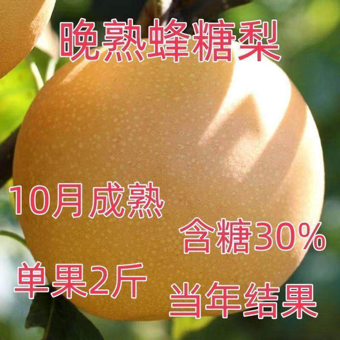 晚熟蜂糖梨树苗嫁接新品种特大脆甜蜂糖梨树苗盆栽地栽南北方种植
