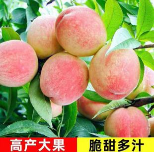 新品种雪桃王二号嫁接极晚熟桃树苗巨型冬桃树苗南北方种植包邮正