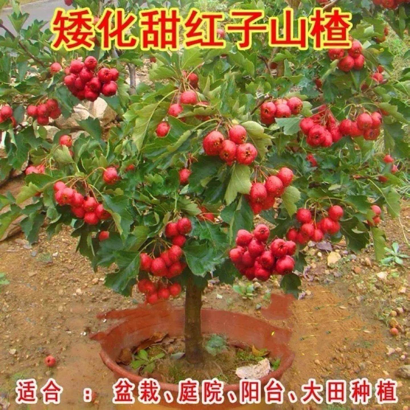 甜红子山楂树苗当年结果高产盆栽矮化阳台地栽庭院耐寒南北方种植