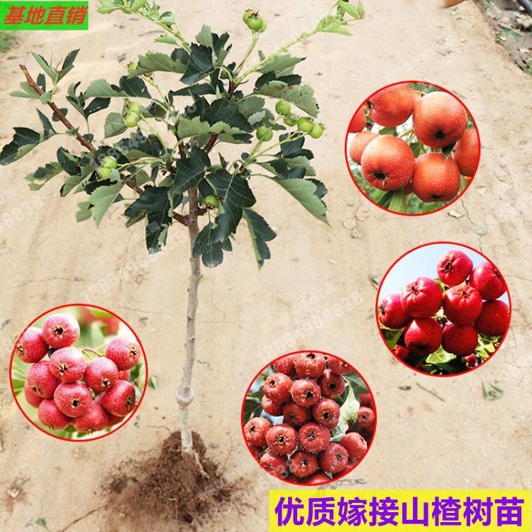 美国金星山楂树苗嫁接山楂苗特大甜山楂苗无核山楂苗南方北方种植