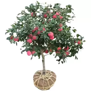 特大苹果树苗晚熟烟富8号果大肉脆南方北方种植地栽果树果树果苗