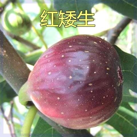 红矮生无花果苗树苗中国紫果无花果树苗四季南方北方种植当年结果