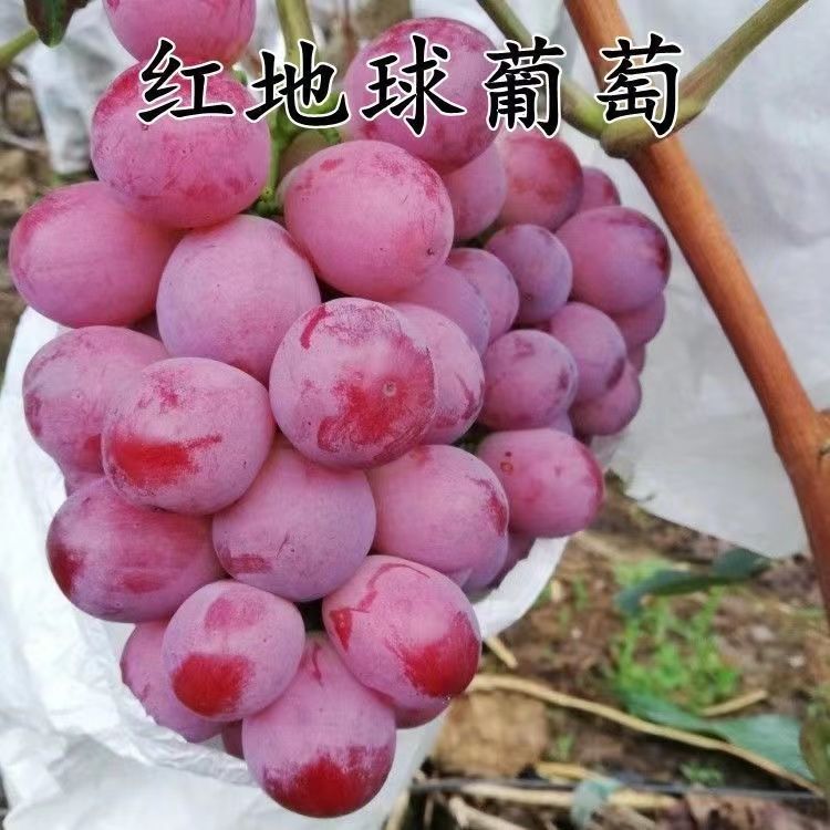 红地球葡萄苗无籽葡萄树苗南北方种植盆栽地栽当年结果新品种正宗
