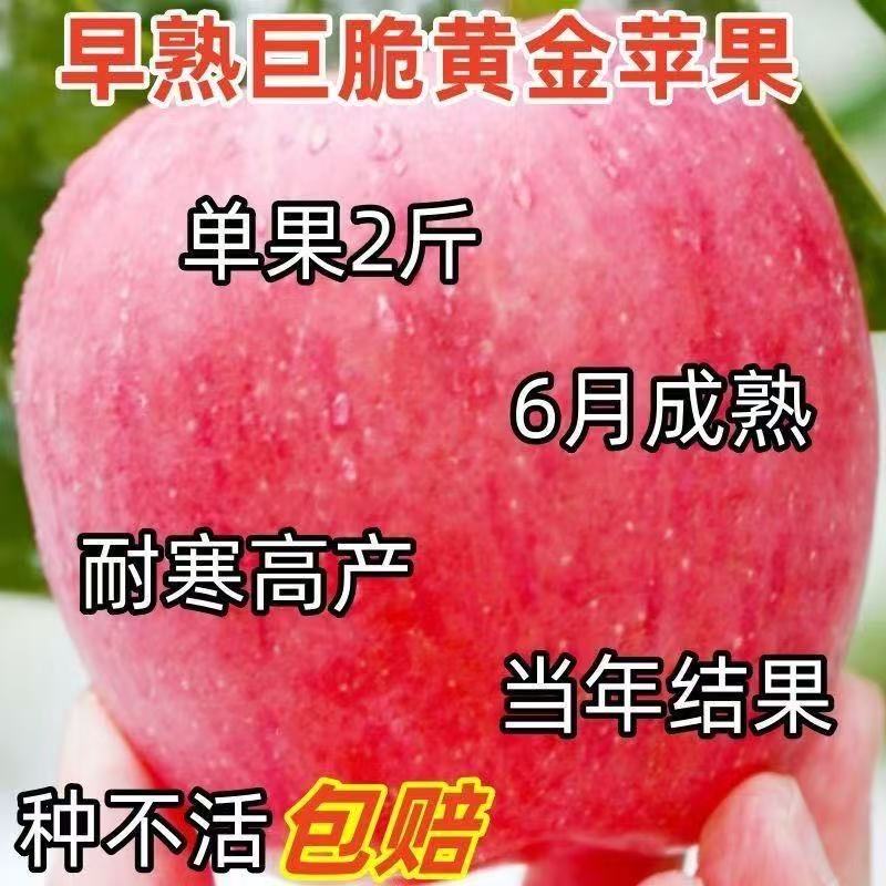 早熟六月脆甜苹果树苗南北方种植地栽嫁接特大脆甜红富士苹果树苗