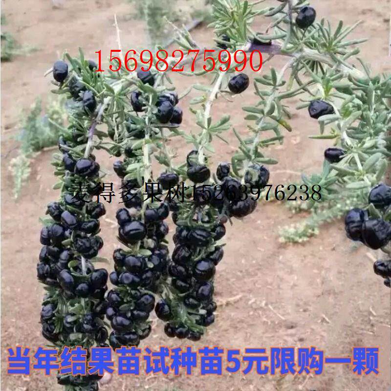 果树苗黑枸杞苗盆栽地栽果树苗南方北方四季种植水果苗宁夏野生红