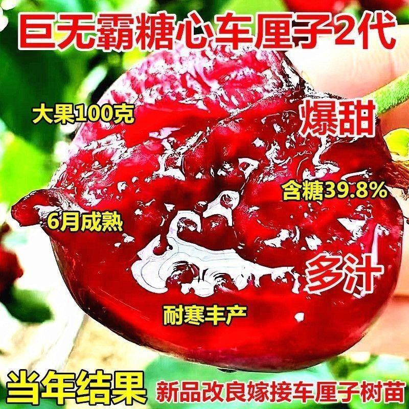 嫁接车厘子树苗正宗特大樱桃树苗耐寒南方北方种植盆栽地栽当结果