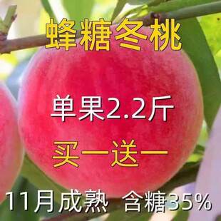 特大蜂糖冬桃树果苗 嫁接新品种桃树苗蜂糖冬桃树苗特大脆甜冬桃