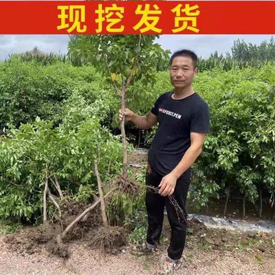 无核黑枣树苗 君子迁黑枣树苗嫁接柿子沾木 耐寒黑枣苗野山黑枣苗