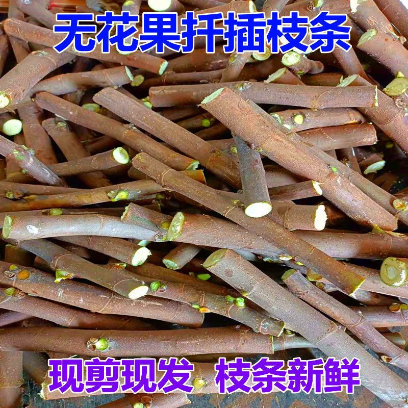 无花果扦插枝条果树苗嫁接枝条接穗新品种波姬红无花果苗四季种植