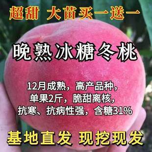 晚熟桃树果苗 嫁接特大晚熟冰糖冬桃树苗 巨型冬桃桃树苗特大冬桃