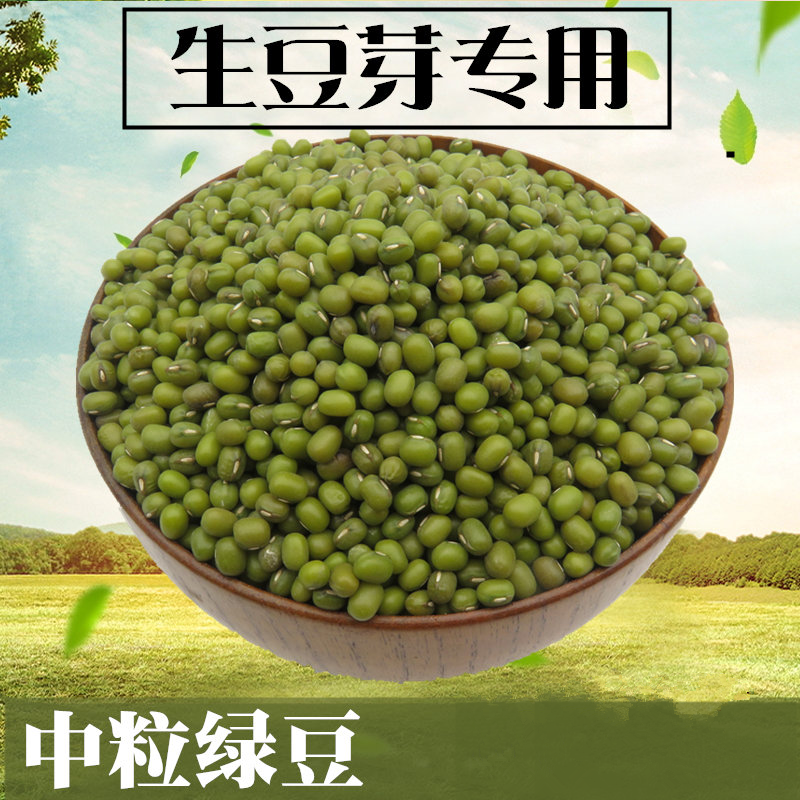 发豆芽专用绿豆家庭芽苗菜种子绿豆芽种子绿豆苗自制绿豆芽包邮