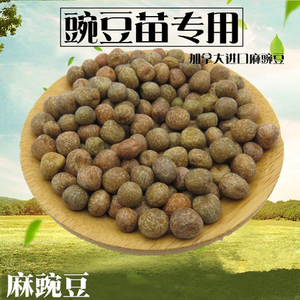 麻豌豆苗种子芽苗菜家庭阳台无土栽培豌豆菜苗四季豌豆苗种子包邮