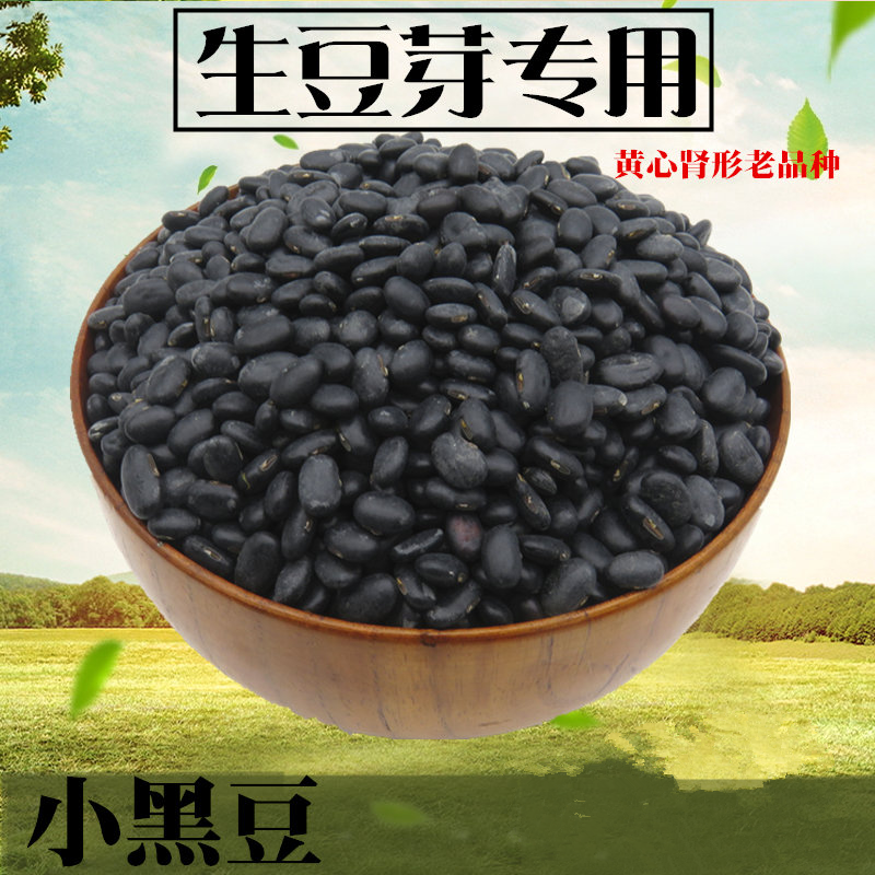 发芽苗专用小黑豆家庭芽苗菜种子黄心肾形老品种小黑豆生豆芽专用