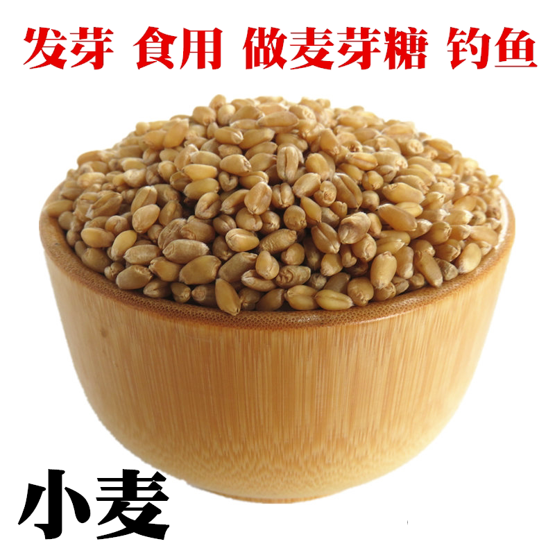 新小麦粒5斤农家自产 磨面做麦酱麦芽糖 小麦草种子 带皮麦子种籽图片
