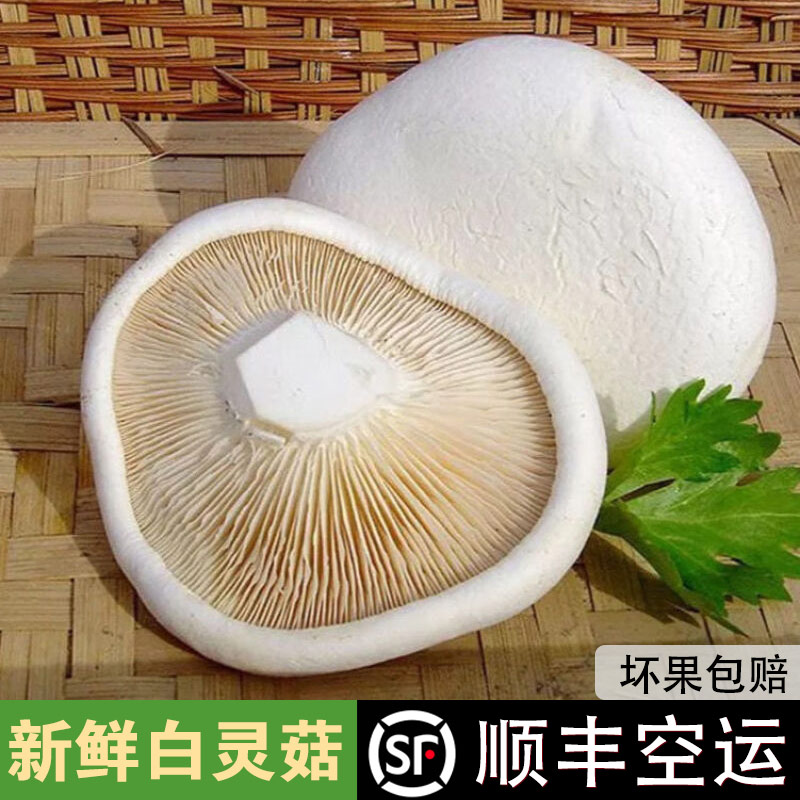 【顺丰包邮】新鲜白灵菇鲍鱼菇百灵芝菇翅鲍菇阿魏菇阿魏侧耳蘑菇