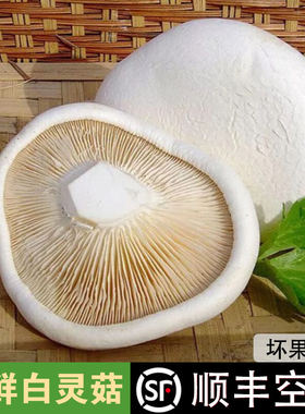 【顺丰包邮】新鲜白灵菇鲍鱼菇百灵芝菇翅鲍菇阿魏菇阿魏侧耳蘑菇