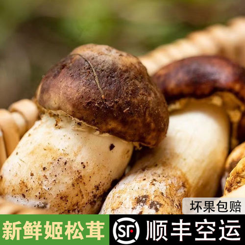 新鲜姬松茸顺丰空运包邮