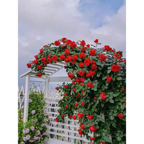 佛罗伦蒂娜藤本月季花大苗玫瑰盆栽开正红花阳台庭院围墙爬藤蔷薇