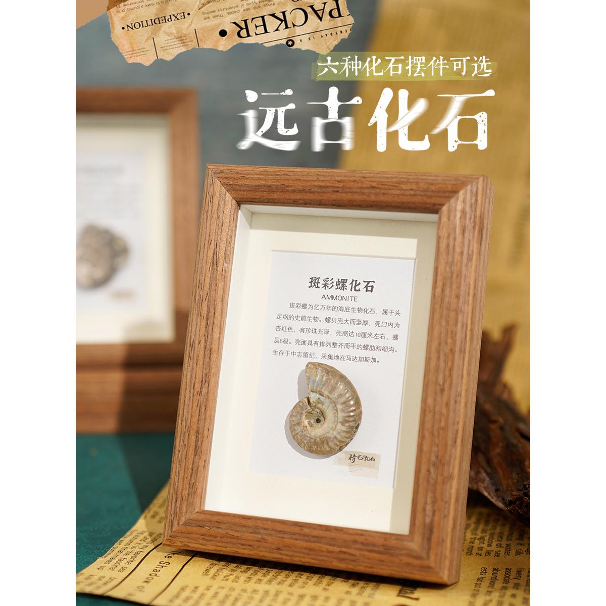 天然化石相框装饰画框古生物标本菊石三叶虫真品装饰画桌面摆件