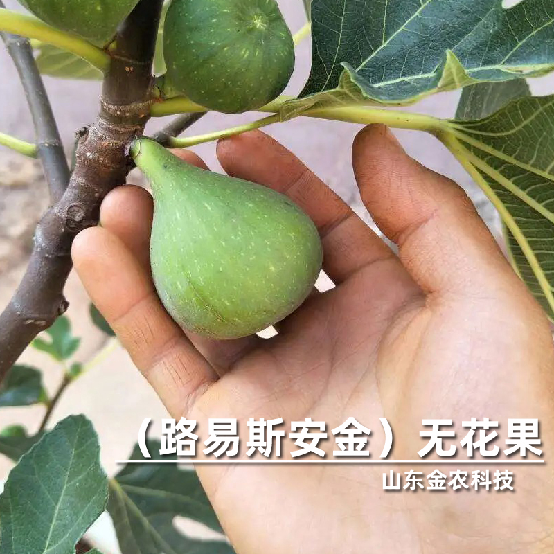 路易斯安金无花果树苗lsu gold大黄果丰产嫩滑无花果苗当年结果