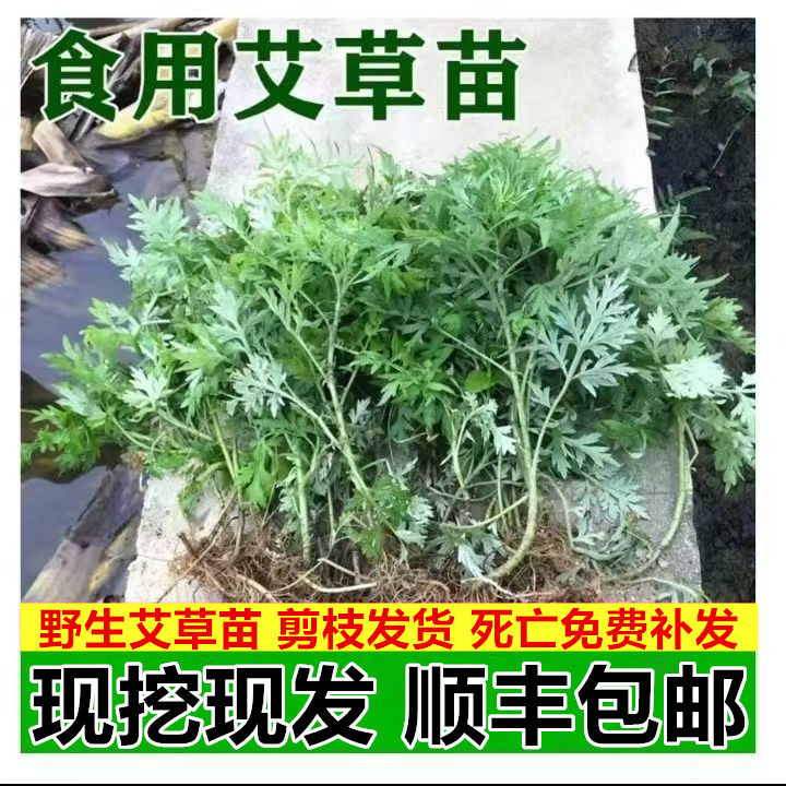 正宗艾草苗艾草种子种苗阳台盆栽食用艾草艾叶种植苗洗澡泡脚驱蚊