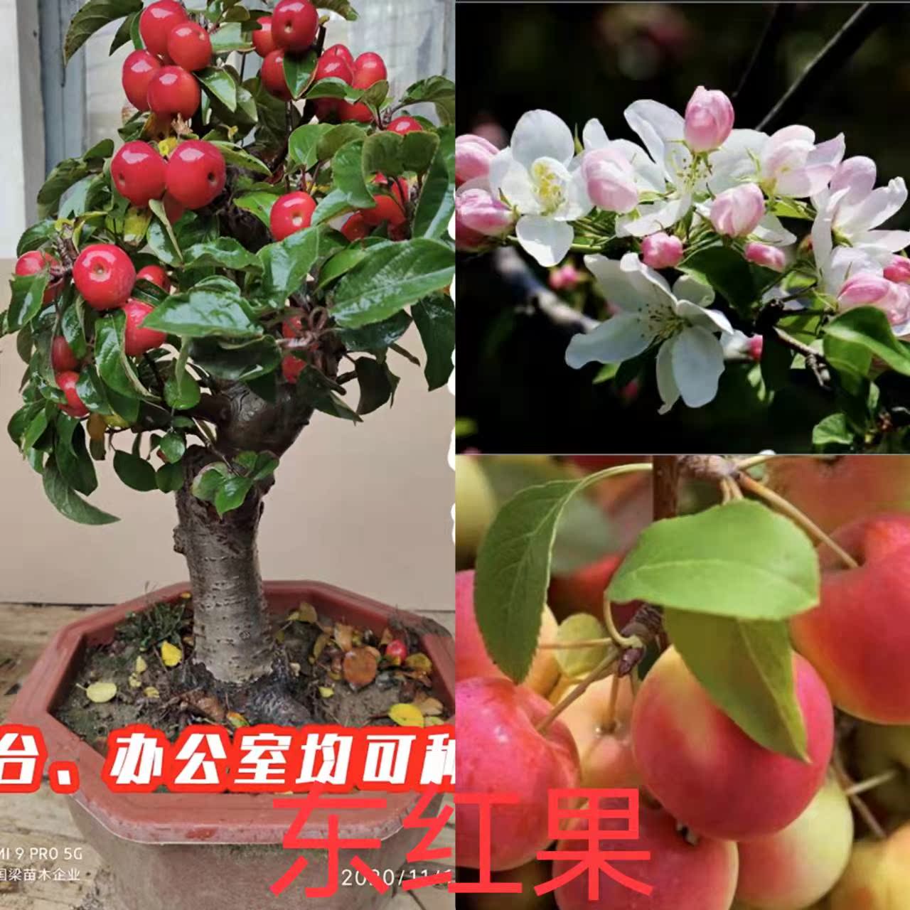 小金花卉 冬红果海棠老桩开花结果可观赏可食用