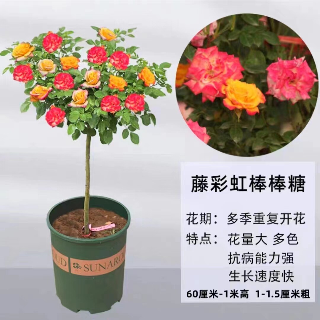 藤彩虹棒棒糖月季  多季开花