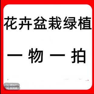 直播间一物一拍链接 花卉绿植好养活不带盆土球发货 请勿乱拍