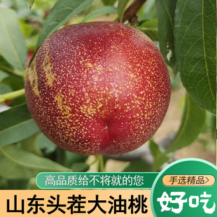 油桃沂蒙深山2026年应季水果脆甜爆汁软桃孕妇时令当季桃子麻点桃