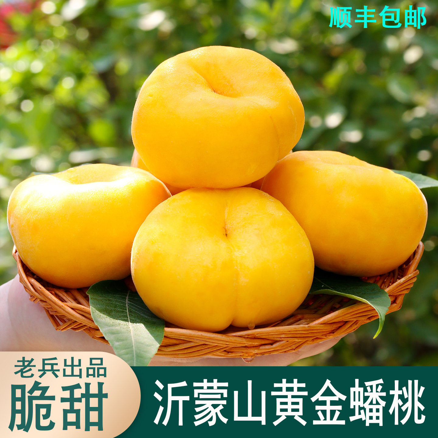 黄金蟠桃沂蒙山陆地爆甜开园精品