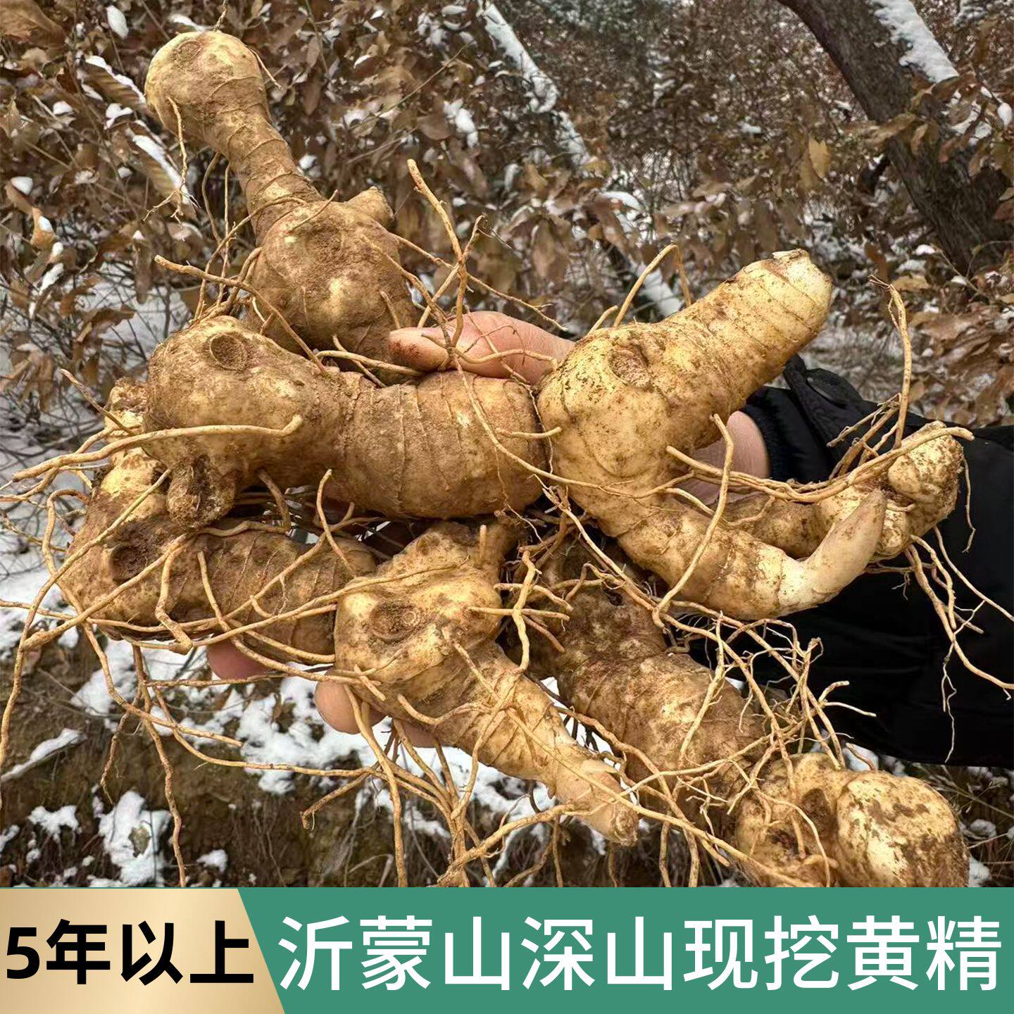 鲜黄精沂蒙深山鸡头黄精新鲜带泥九蒸九晒原料煲汤泡酒专用生黄精