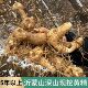 鲜黄精沂蒙深山鸡头黄精新鲜带泥九蒸九晒原料煲汤泡酒专用生黄精