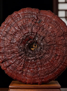 80-89厘米稀有真灵芝摆件吉祥