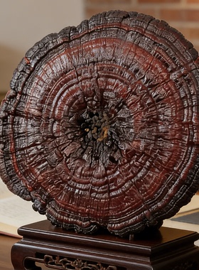 90-95厘米天然灵芝禅意文房摆件