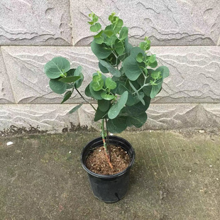 银水滴苹果按心叶桉蓝宝贝钱串网红尤加利棒棒糖盆栽庭院阳台耐寒