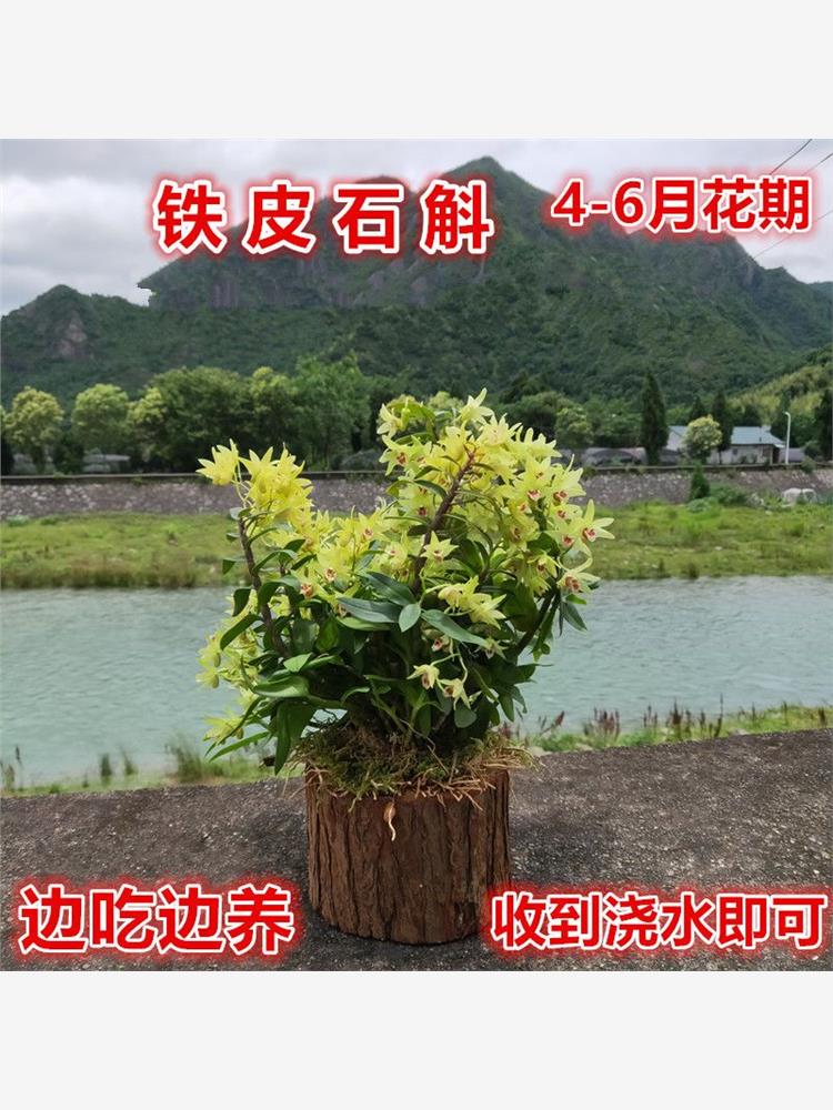 【带木桩发货】铁皮石斛苗3年室内盆栽食用石斛种苗5月开花