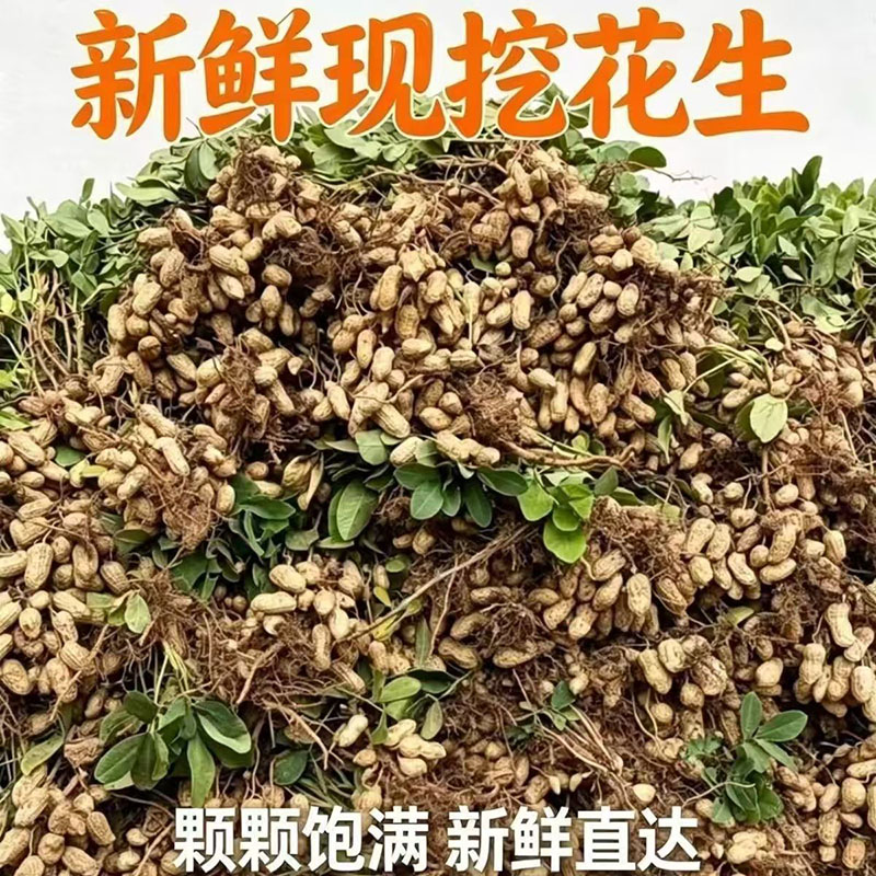 当季新鲜花生甜脆湿花生带壳带泥生花生贵州高山农家自种现挖现卖