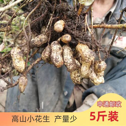 贵州新鲜花生带壳带泥花生农家自种现挖现发湿花生原味粉皮饱满