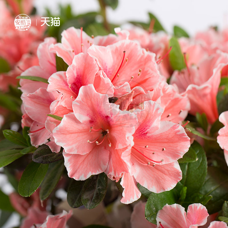 优选杜鹃b盆栽阳台庭院花境植物花园多季节开花常绿耐热耐寒杜鹃.