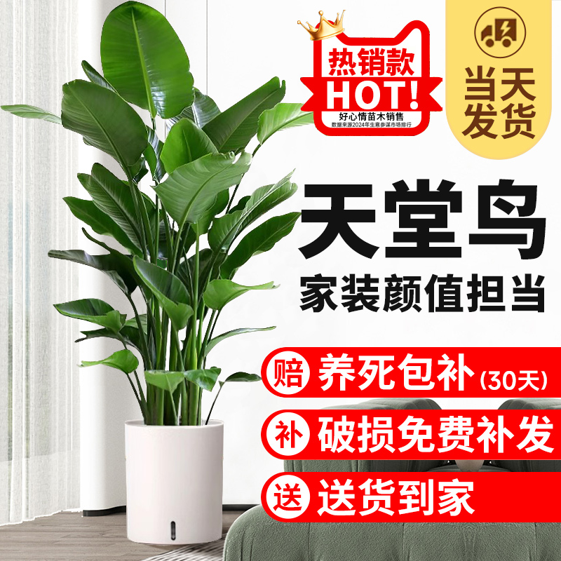 优选鸟客厅绿植盆栽室内大型落地大叶植物办公室除V甲醛花卉鹤望.
