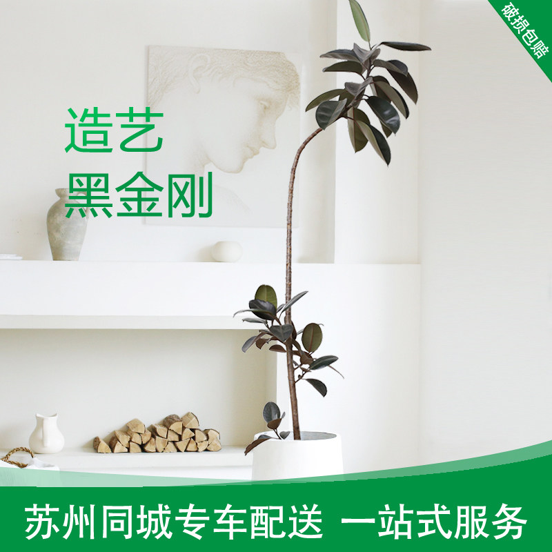 造型黑金刚橡皮树苏州同城配送